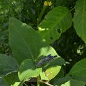 Salvia macrophylla (2)